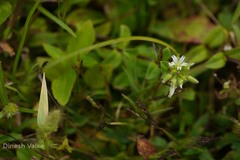 Cerastium glomeratum